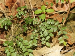 Ventilago elegans