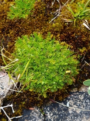 Chaerophyllum colensoi