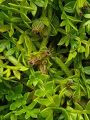 Chaerophyllum colensoi