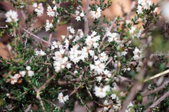 Cryptandra amara floribunda