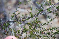 Cryptandra amara floribunda