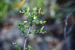 Cryptandra lanosiflora