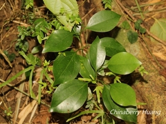 Cinnamomum reticulatum