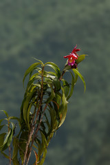 Sobralia dichotoma