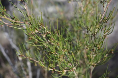 Dodonaea falcata