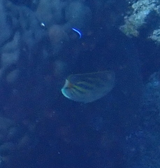 Chaetodon pelewensis