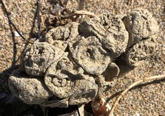 Pyura doppelgangera