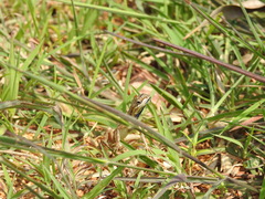 Sitana ponticeriana