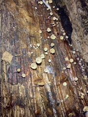 Cryptomarasmius rhopalostylidis