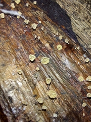 Cryptomarasmius rhopalostylidis