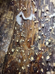 Cryptomarasmius rhopalostylidis