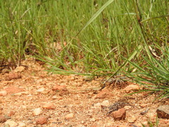 Sitana ponticeriana