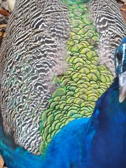Pavo cristatus