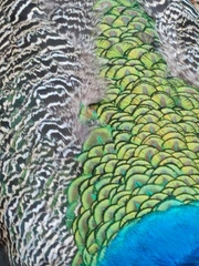 Pavo cristatus