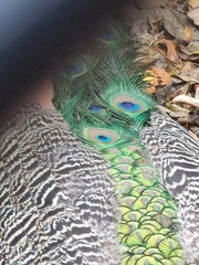 Pavo cristatus