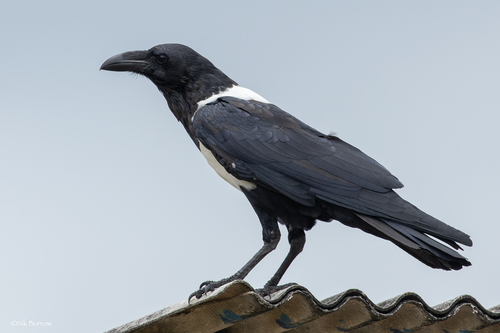 Pied Crow
