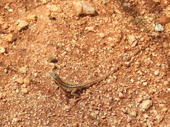 Sitana ponticeriana