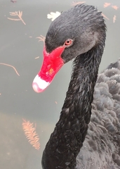 Cygnus atratus
