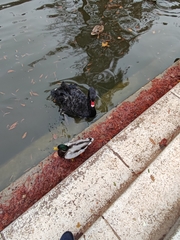 Cygnus atratus