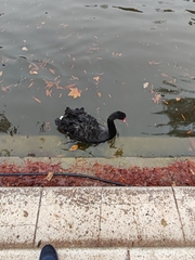 Cygnus atratus