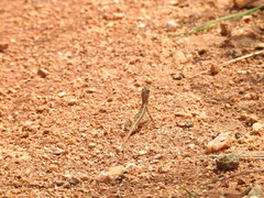 Sitana ponticeriana