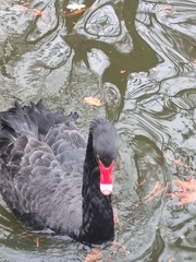 Cygnus atratus