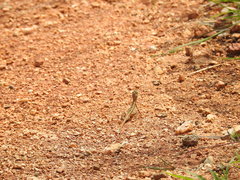 Sitana ponticeriana