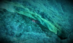 Cochleoceps bicolor