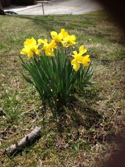 Pseudonarcissi