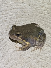Limnodynastes dumerilii dumerilii