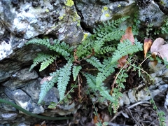 Asplenium fontanum fontanum