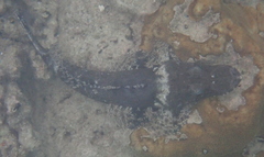 Cymbacephalus beauforti