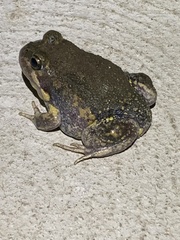 Limnodynastes dumerilii dumerilii