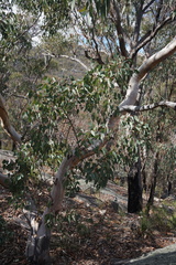 Eucalyptus prava