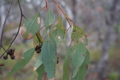 Eucalyptus prava