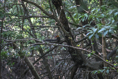 Pelargopsis amauroptera