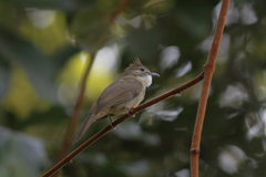 Alophoixus ochraceus