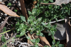 Gonocarpus teucrioides