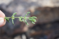 Gonocarpus teucrioides