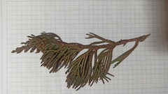 Juniperus chinensis sargentii