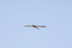Accipiter badius