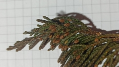Juniperus chinensis sargentii
