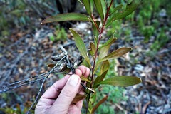 Hakea eriantha