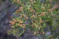 Harmogia densifolia