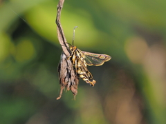 Pyropteron triannuliformis