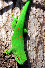 Phelsuma grandis