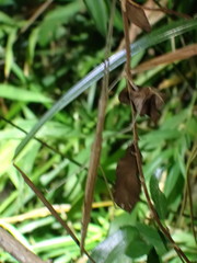 Sipyloidea