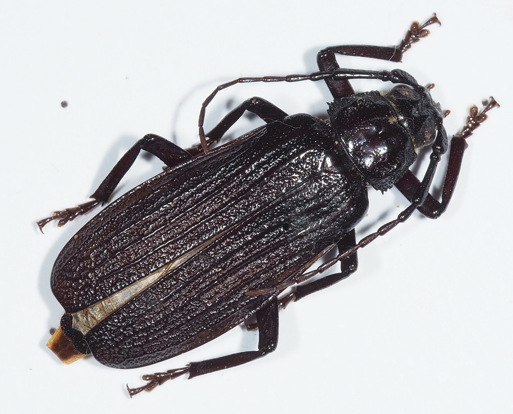 Aulacopus reticulatus