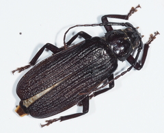 Aulacopus reticulatus