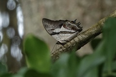 Polyura schreiber